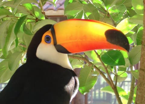 Brasile - Pantanal: la riserva della biosfera del pantanal