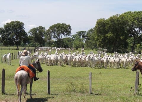 Brasile - Pantanal: la riserva della biosfera del pantanal