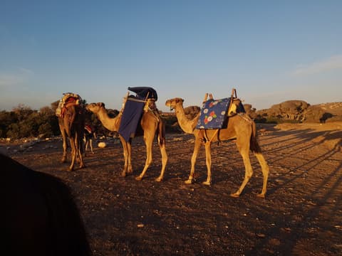 Marocco: Essaouira, una perla da scoprire