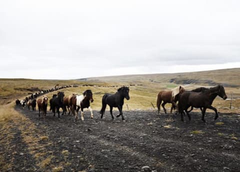 Iceland: Driving a herd of Icelandic horses