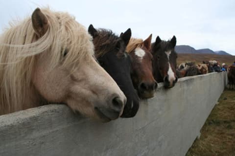 Iceland: Driving a herd of Icelandic horses