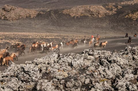 Iceland: Driving a herd of Icelandic horses