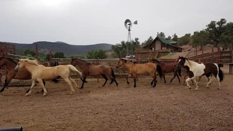 Uited States: Arizona - working ranch at pleasant valley