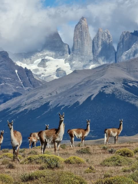 Chile: Patagonia - the torres del paine national park