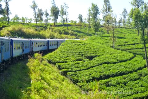 Sri Lanka: L'isola del the