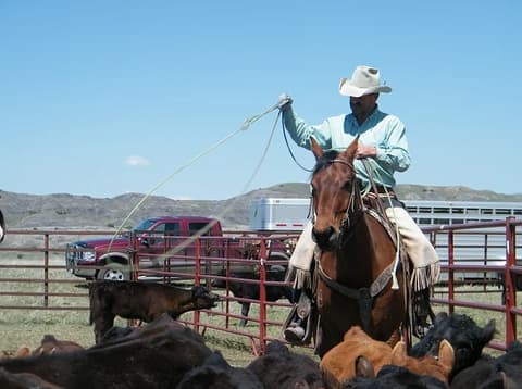 Stati Uniti: Montana - sulle tracce di nicholas evans