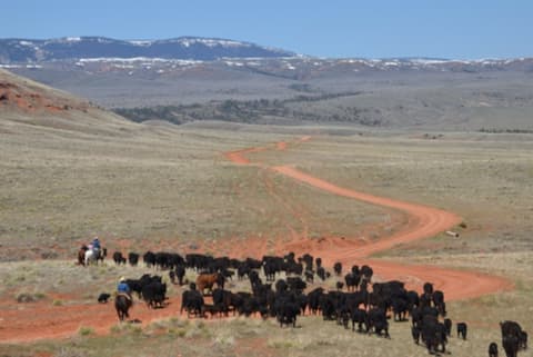 United States: Wyoming/ montana - guiding the herds on the pryor mountains