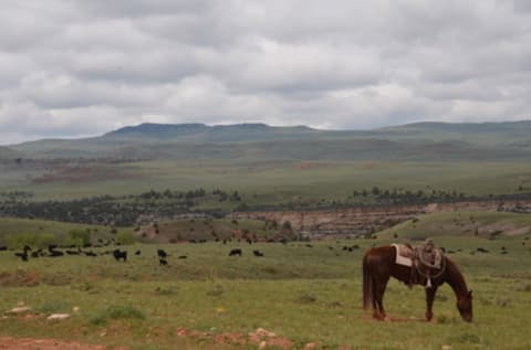United States: Wyoming/ montana - guiding the herds on the pryor mountains