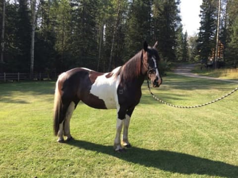 Canada: Alberta - the mountains of kananaskis