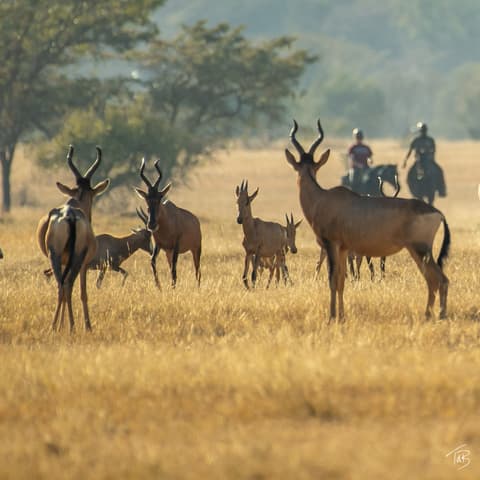 Botswana: Safari a cavallo nella riserva tuli, valle del limpopo.