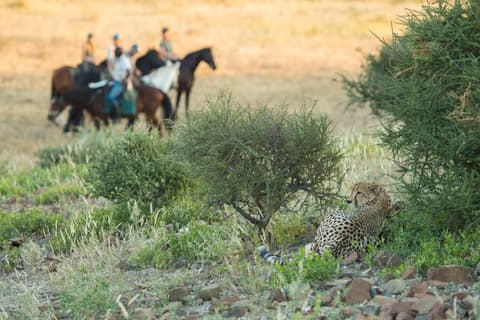 Botswana: Safari a cavallo nella riserva tuli, valle del limpopo.