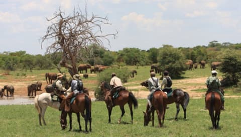 Hwange national park