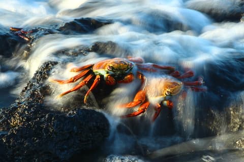 Descubrimiento del Ecuador + Extension Crucero Archipel I Itinerario B