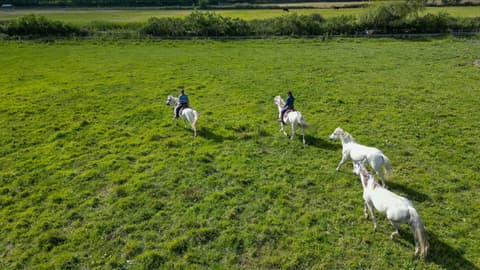 Camargue: Terra Gitana