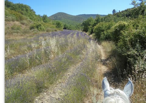 France: Provence - summer scents of provence