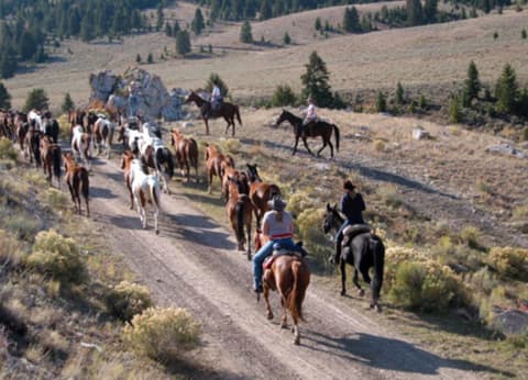 Stati Uniti - Idaho: condurre un branco nell’idaho