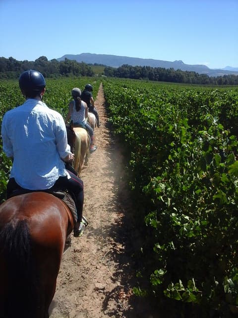 Sud Africa: western cape - la regione delle wineries