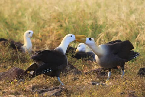 Galapagos Inter Islas Isabela y Santa Cruz 2 Navegaciones - 6 Días