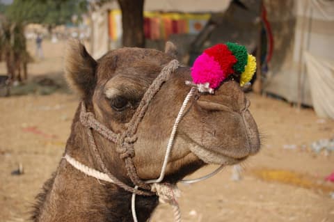 Pushkar fair and horse safari in Rajasthan