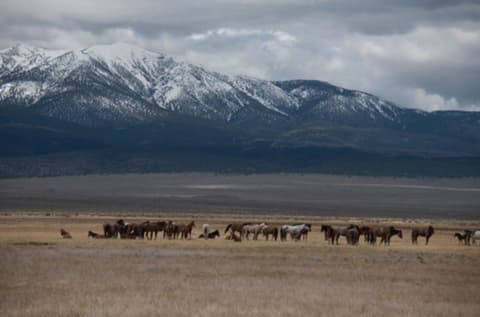 California: The legendary wild Mustangs