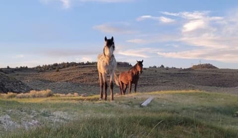 California: The legendary wild Mustangs