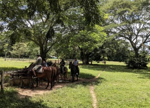 Cavalcata nella giungla dei Maya