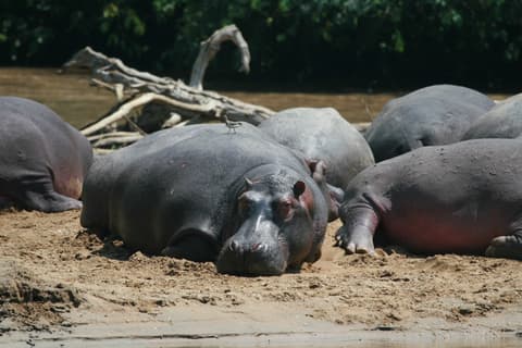 Uganda, la perla de Africa