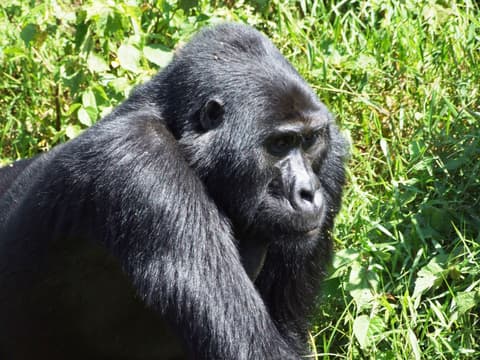 Uganda, la perla de Africa