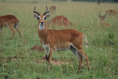 Maravillas de Uganda