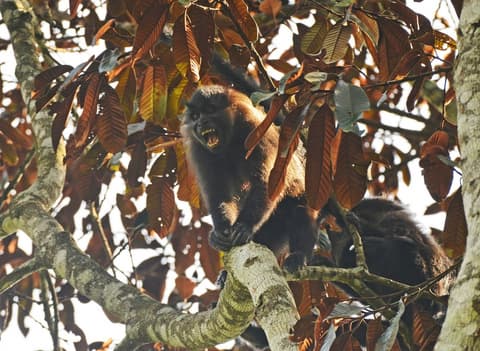 Panorama of Uganda Safari
