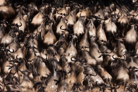 Classic Kenya 4WD Safari