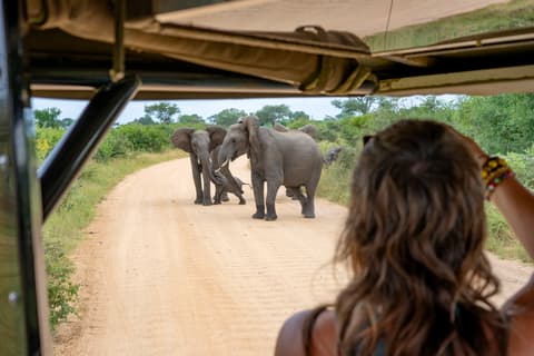 Kruger Safari Highlights - Premium Adventure