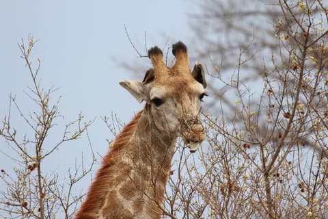 Essential Kruger Safari
