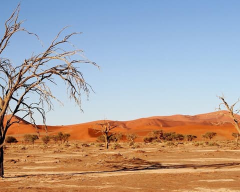Safari "Höhepunkte Namibia"