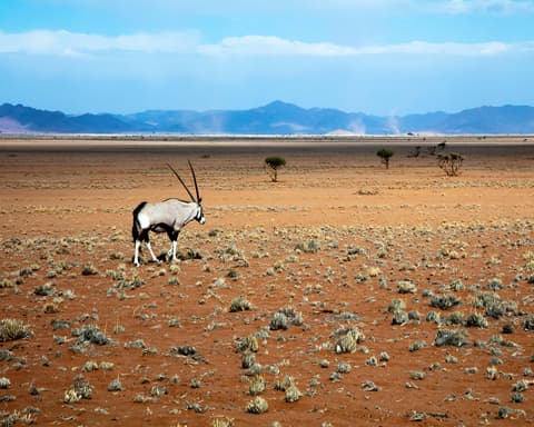 Safari "3 Tage Sossusvlei" 