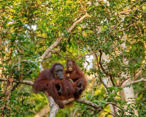 Privatrundreise "Orang Utan & Lake Toba"