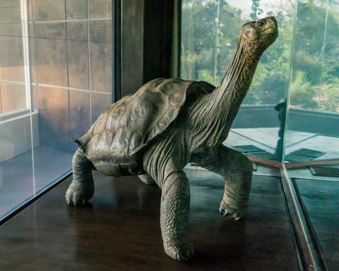 Santa Cruz & Isabela 5 dias