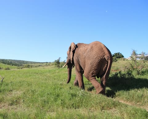 Kurztour "Klein Karoo und Garden Route"