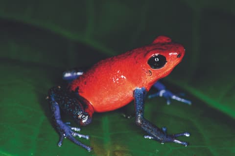 Rundreise "Höhepunkte Costa Ricas" (ab/an San José)