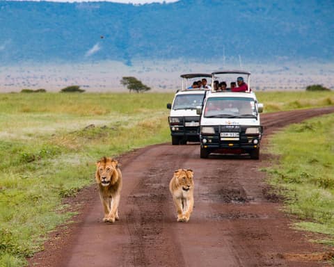 Safari "Masai Mara Nationalpark"