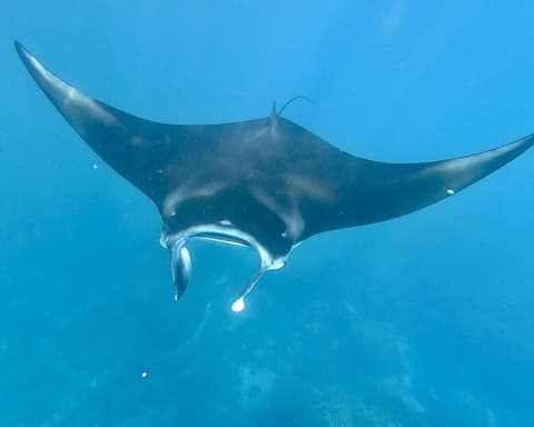 Private Kurztour "Nusa Penida & Lembongan Island" (ab/bis Süd Bali)