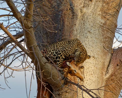Safari "Ruaha Nationalpark" (ab/bis Dar es Salaam)