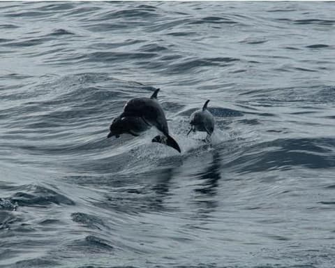 Kurztour "Corcovado & Caño-Insel"