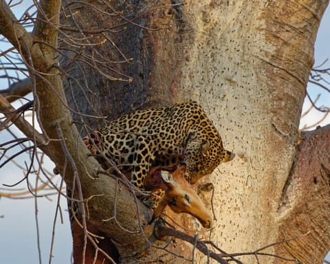 Safari "Mikumi & Ruaha Nationalparks"