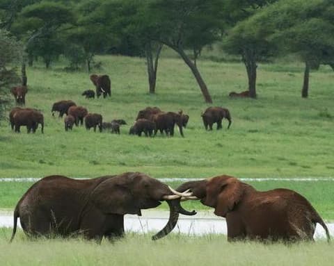 Flugsafari "Serengeti, Ngorongoro und Lake Manyara"