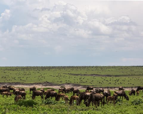 Safari "Tansania entdecken" 