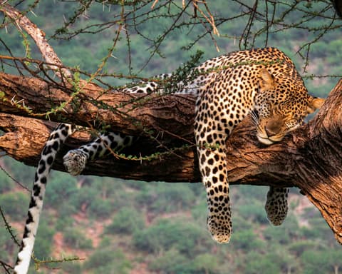 Safari "Naivasha und Masai Mara"