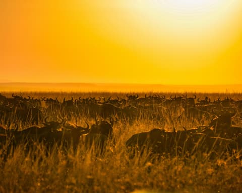 Safari "Masai Mara Nationalpark"