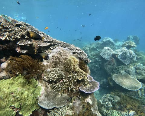 Private Kurztour "Nusa Penida & Lembongan Island" (ab/bis Süd Bali)