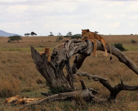 Safari "Mini Tansania"